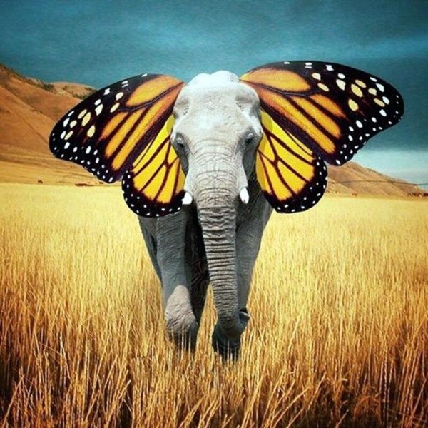 Elefant mit Schmetterlingsohren
