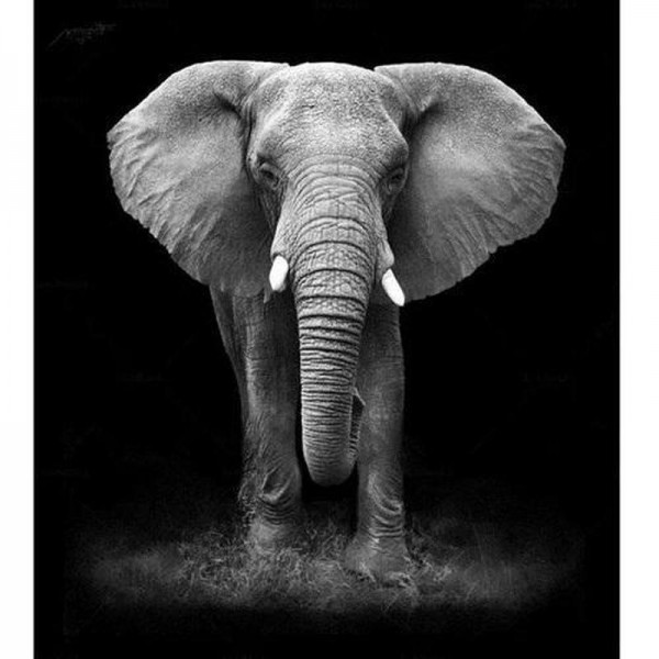 Elefant schwarz-weiß