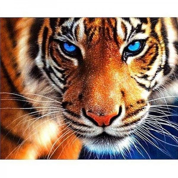 Tiger mit blauen Augen
