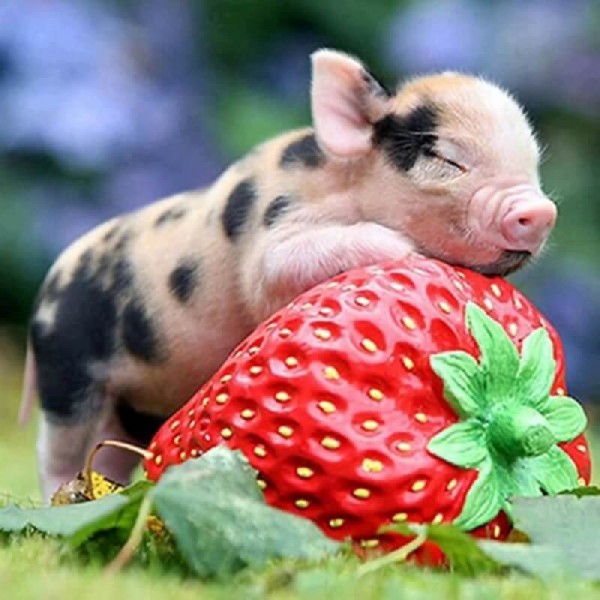 Schwein mit Erdbeere