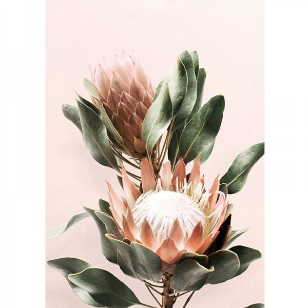 Protea-Blume